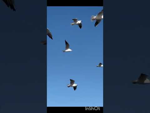 يا طير يا طاير فوق يارايح ع المدينه 