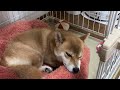 誕生日ライブ‼️柴犬小夏のKonachannel がライブ配信中！