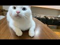爪切りがきらいな猫の爪切ったらこうなりました・・・【お久しぶりです】