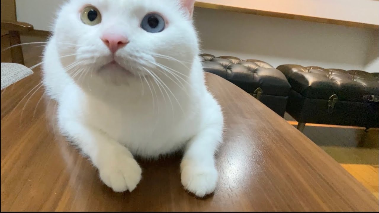爪切りがきらいな猫の爪切ったらこうなりました・・・【お久しぶりです】