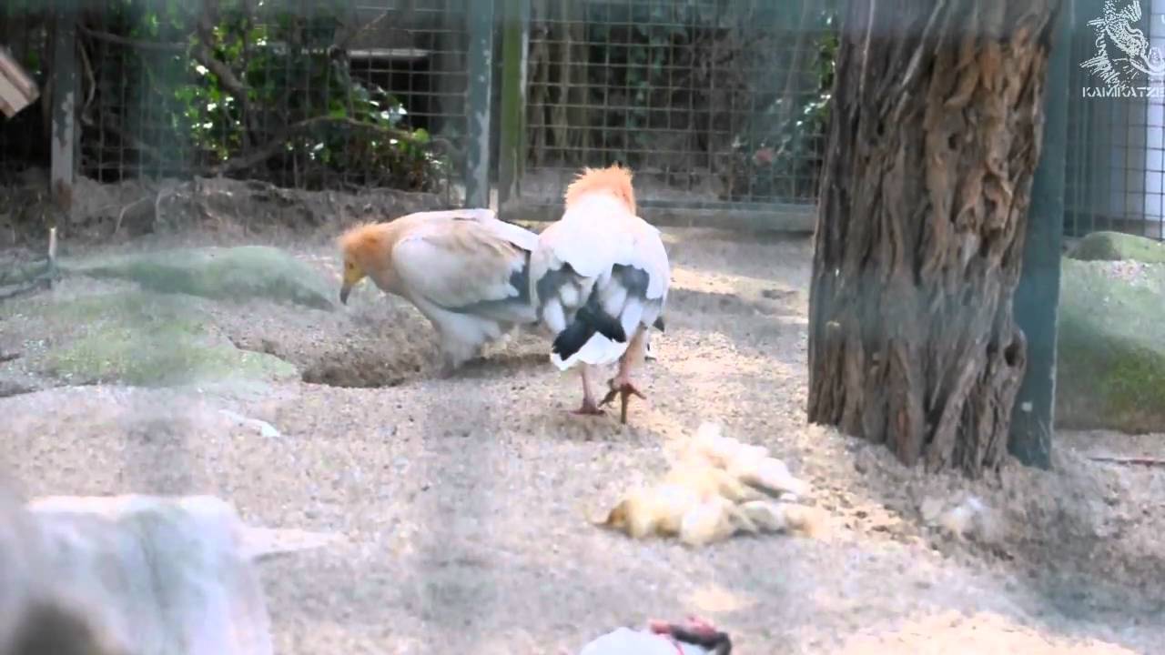 Egyptian vulture