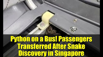 Python on a Bus! Passengers Transferred After Snake Discovery in Singapore