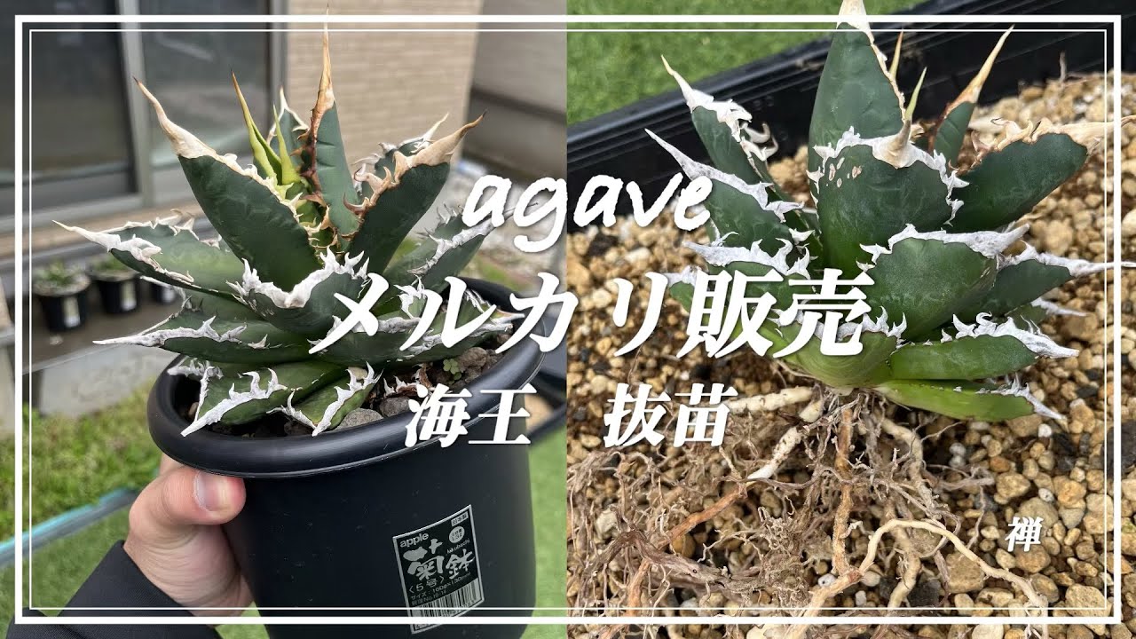 鉢から抜く時のアガベってわくわくする。 - YouTube