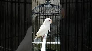Pancingan Lovebird Paud Albino Mata Merah Ngekek Panjang