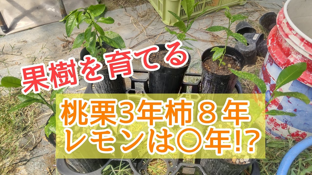 レモン 何年 で 実 が なる _ 檸檬の実をつけるためにする事 – VIAAKL