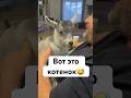 #белгород #козлик #козленок #котенок
