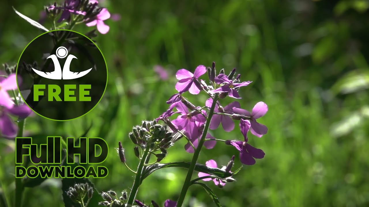 Stock footage /// ✅ FREE /// Pink flowers on green grass background