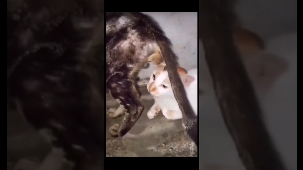 ow my balls | funny brutal cat fight 