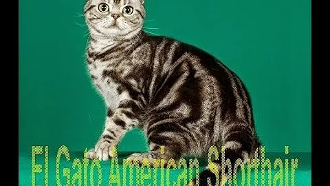 Video 799041: american shorthair, gato american