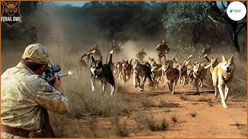 4K VIDEO: Hoe Australische boeren omgaan met wilde dingo