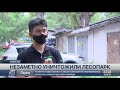 Скандал из-за уничтожения лесопарка назревает в Алматы