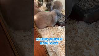 #memes #grumpy bunny #petmemes #pls sub #bunny #school memes #memes #grumpy bunny #petmemes #pls sub #bunny #school memes