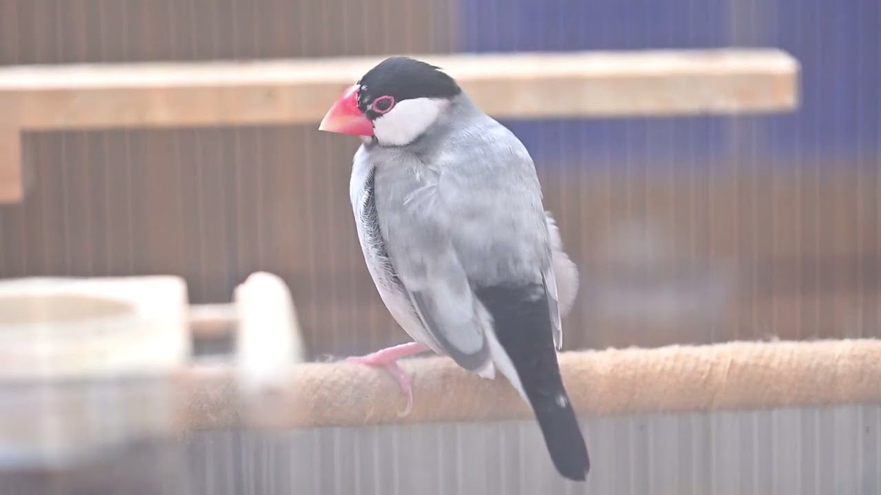 brontal 文鳥 まとめ売り identifyⅴ ijl 朝の文鳥 - YouTube