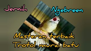 ngebren panjang masteran trotol murai batu ||kapas tembak