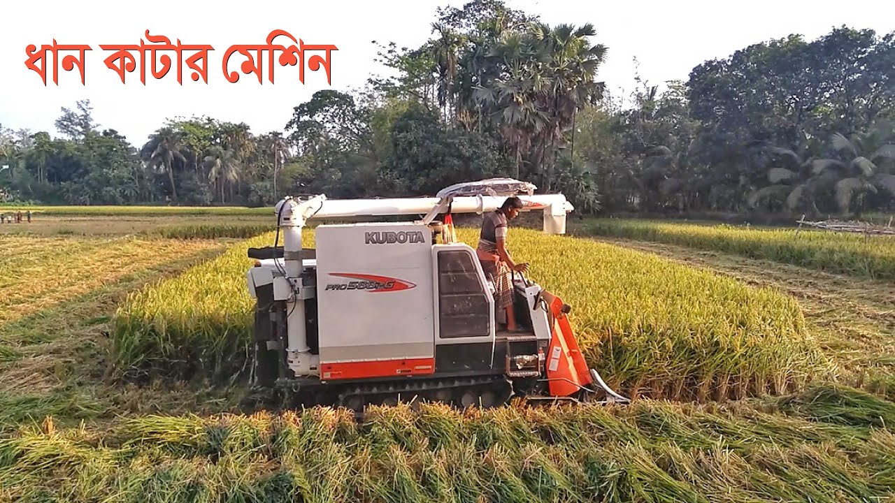 Amazing Modern Rice Harvester in Bangladesh Rice Cutter Machine
