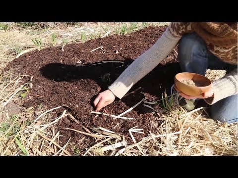 Video: Bedste komposterende planter - Sådan dyrker du planter, der forbedrer kompost