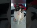 Me desculpem pessoal por minha ausência.😭