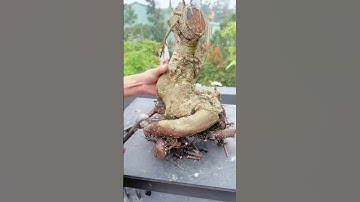 Cách đánh và trồng cây sung #bonsai #caycomui #bonsaist #bonsaitree