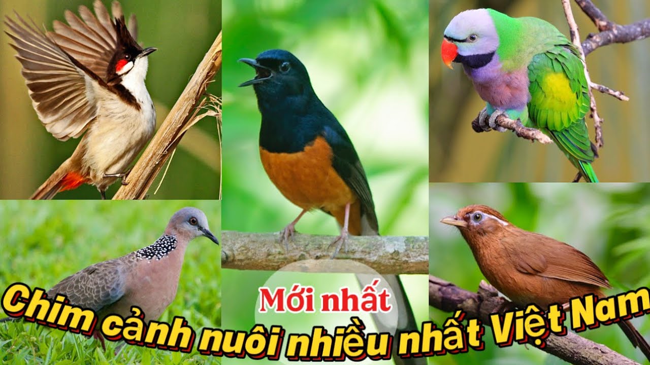 TOP 10 Loài Chim Cảnh được ƯA CHUỘNG và NUÔI DƯỠNG BẢO TỒN phổ biến NHẤT VIỆT NAM || Đạt Bird TV