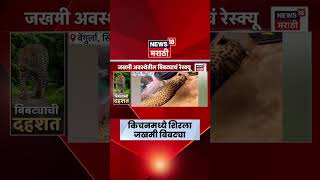 Sindhudurg News | वेंगुर्ल्यात घराच्या स्वयंपाकघरात शिरला जखमी बिबट्या, वनविभागाने पकडला