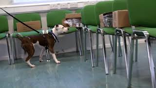 Paul O'Grady: For the Love of Dogs | Episode 5 | Clip