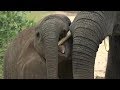 SafariLive March 16 - The cutest Elephant roadblock ever!