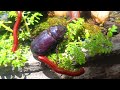 The Power of Three: Millipede, Snail, and Rhino Beetle Friendship #AnimalFriendship #ForestCreatures