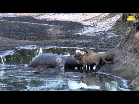 Video: Du Kan Besøge Enhver Nationalpark Gratis Denne Lørdag