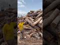 Specialty wood in Denver? #greenwood #shorts #sawmill