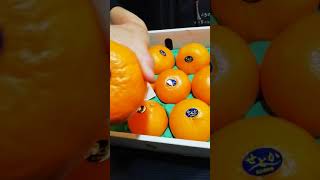 柑橘界の大トロ　せとか　ぶんちゃんが頂きます!!