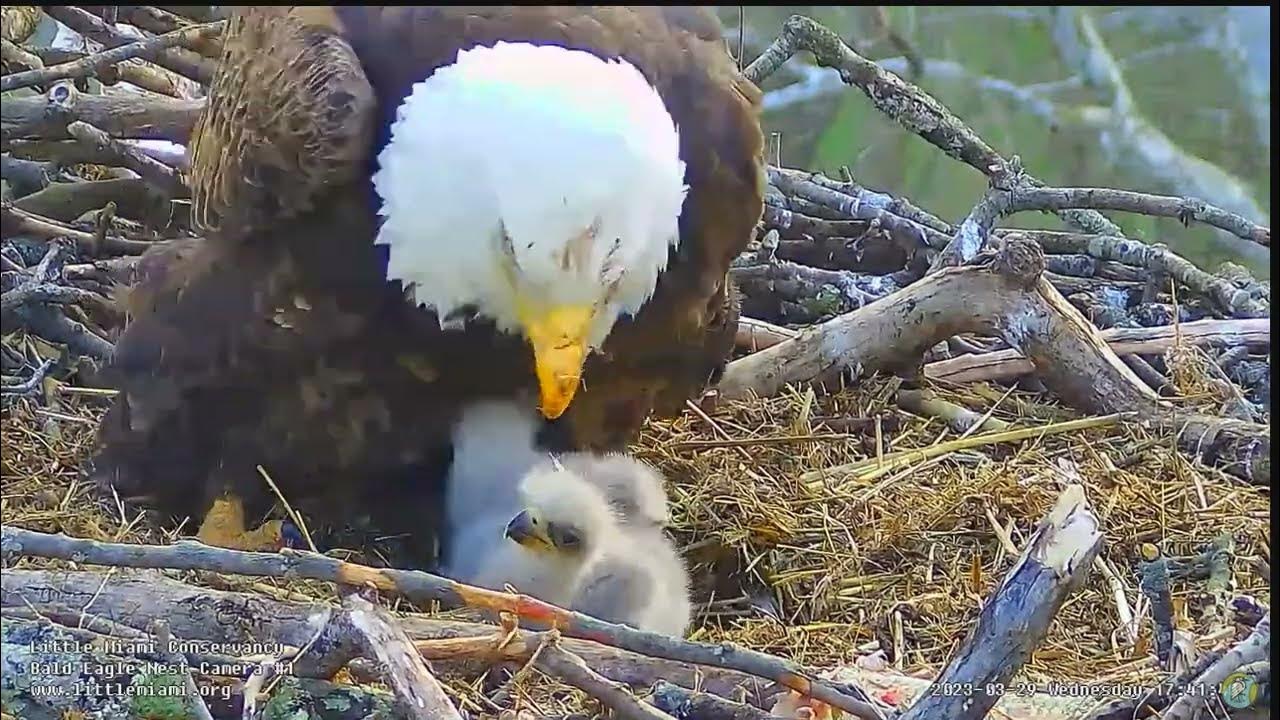 Little Miami Conservancy Bald Eagle - Bette & Baker & 🐥🌹🍀🐥🌹🍀