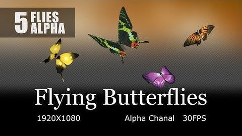Butterfly (Motion Graphics)