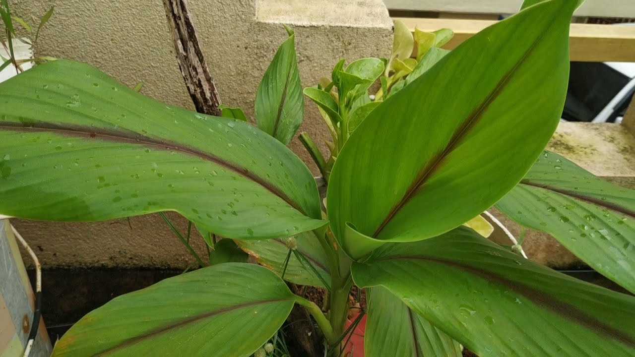 Turmeric Planting / Black Turmeric / How to Grow Turmeric Plant In Pots or Containers /Kannada