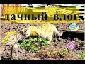 ДАЧНЫЙ ВЛОГ: ГОРЯТ МУСОРКИ, НАГЛАЯ КОШКА, ЗАГОРАЮ:)