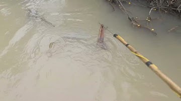 Hôm nay mình đi chích cá rô đồng ở suối mùa nước lũ đã rút