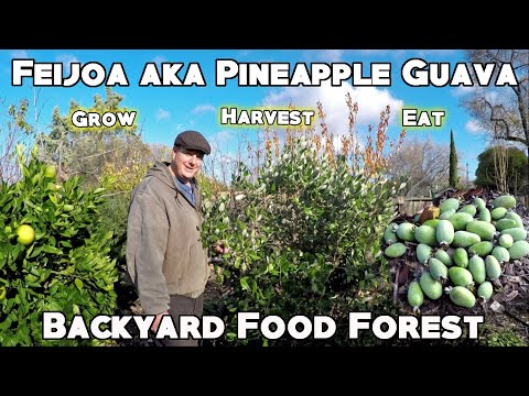 Video: Where And How Does Feijoa Grow