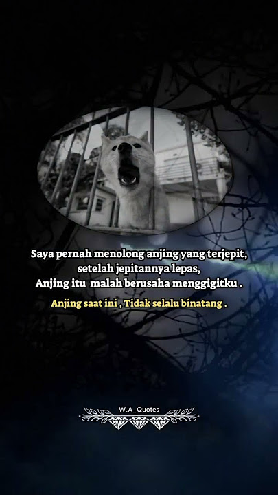 kata kata bijak untuk anjing 🔥 quote #story #katakata #shorts