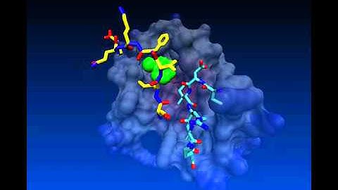 Shifts in the β-sheet register of a protein-peptide complex using explicit solvent simulations
