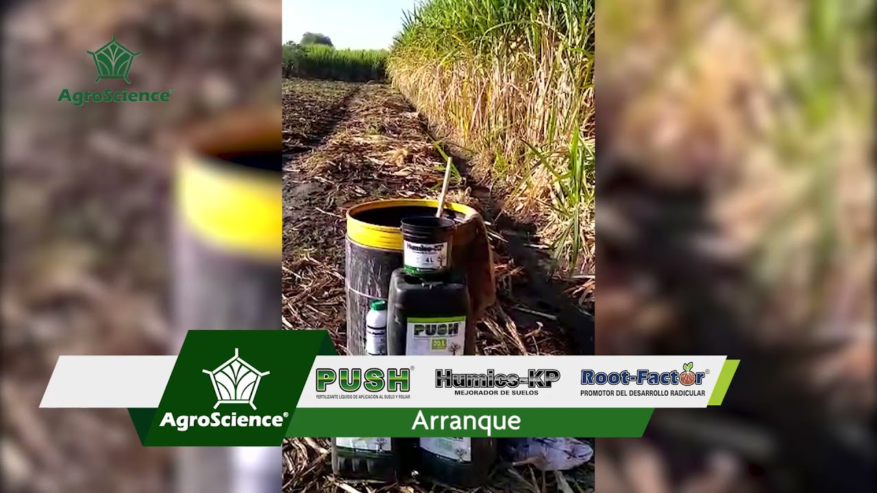 Cómo Lograr 190 Toneladas en el 5to Corte de un Cultivo de Caña CP 72 2086 de 8 Meses