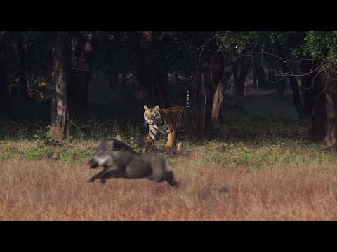 Tadoba Thriller - Tigers