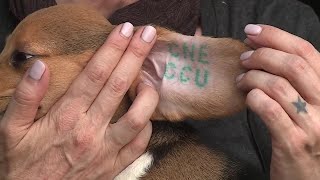FULL INTERVIEW: PETA vice president on Envigo beagles arriving at Richmond SPCA