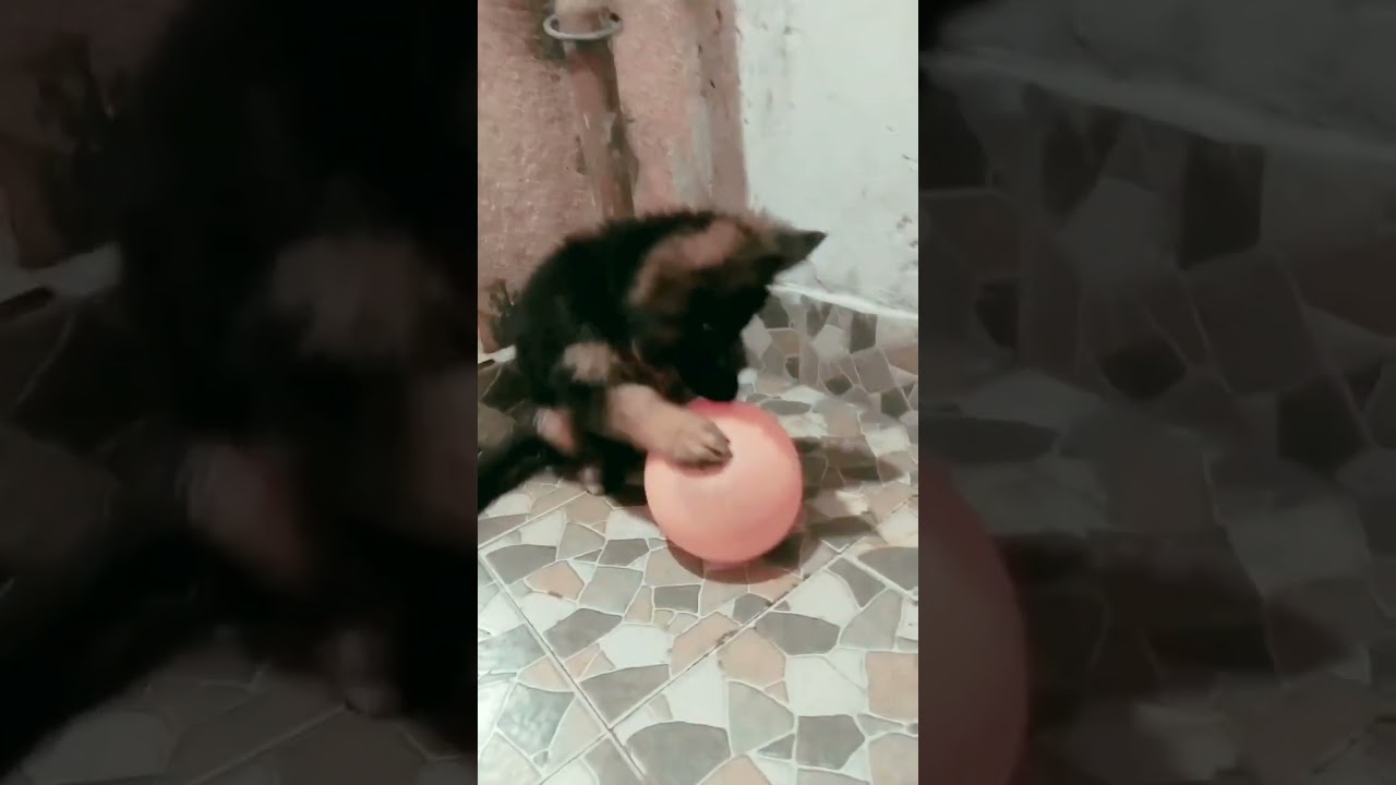 Rowan vs balloon 🎈 