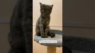 Я тебе руку сломаю, коза! #cats #cat #catvideos #catyoutube #pets #pet #funny #funnycat #kitten