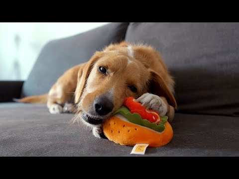 Wideo: Jak Uszczęśliwić Psa W Roku Psa