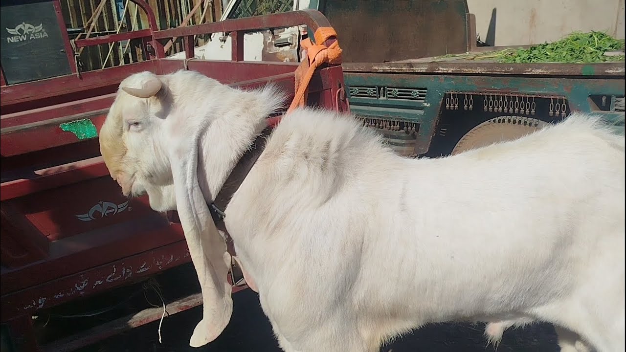 Bhains Colony Bakra Mandi 🐐 28/01/2026 🤩03453382344🤩🇵🇰