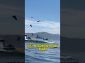 Kayakers Almost Swallowed by a Humpback Whale! #shorts image