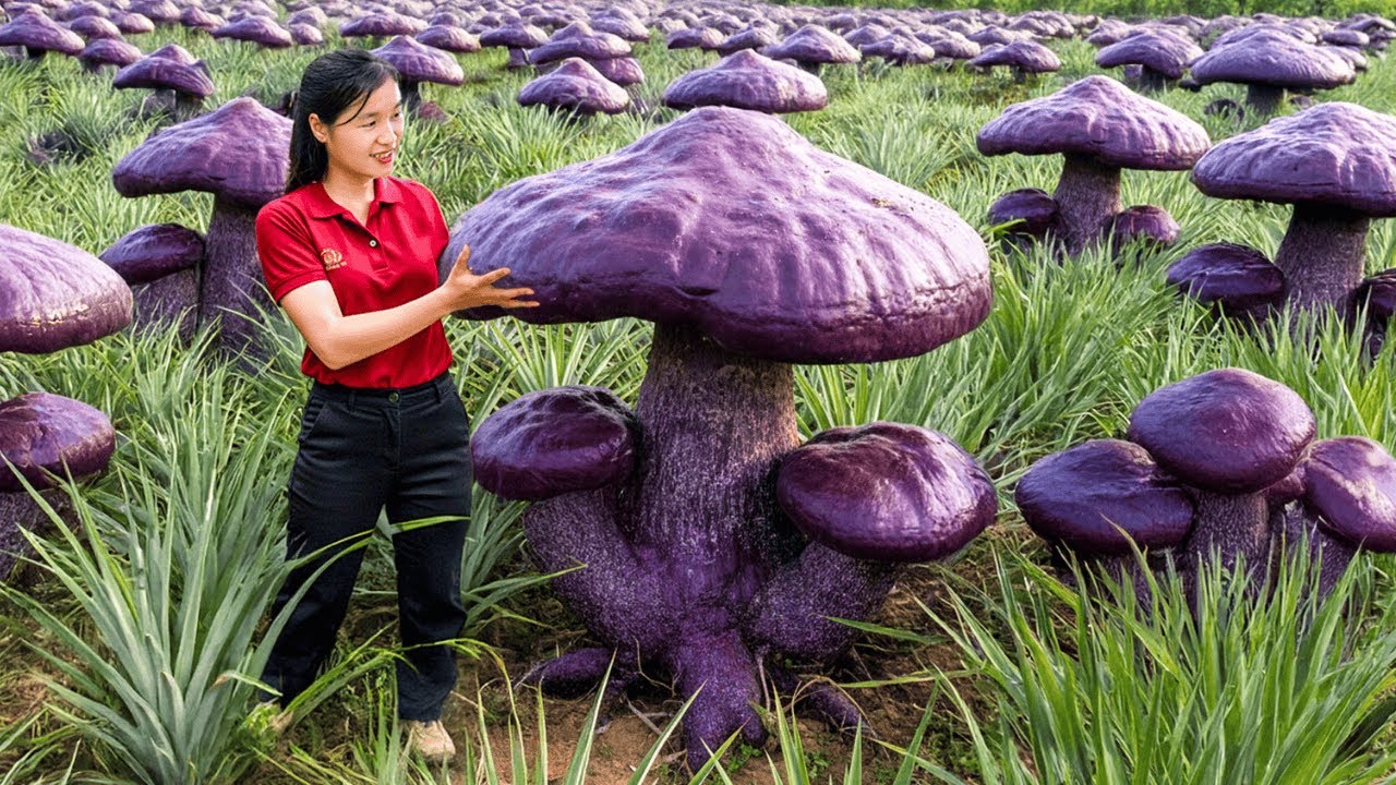 Harvesting 1000 Year Old  Massive Winter RARE Unique Reshi Mushroom Ganoderma Lucidum Sell at Market