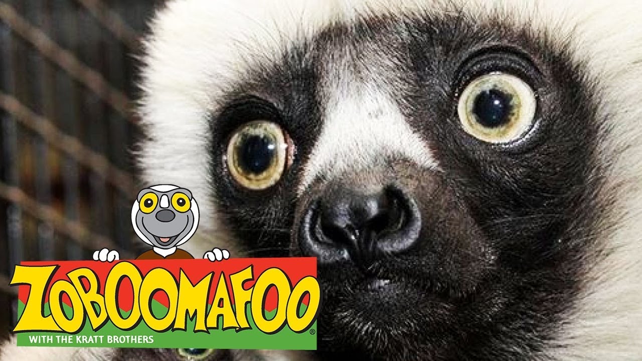 lemur zoboomafoo, zoboomafoo song, zoboomafoo games, zoboomafoo episodes, y...