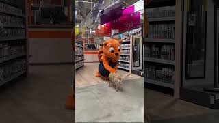 Download Lagu Der Biber, unser Star! ⭐️🧡 #shorts #obi #biber MP3