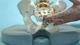 Tailbone Cushion
